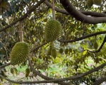 VƯỜN SẦU RIÊNG TÂY NINH