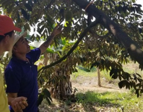 TƯ VẤN KỸ THUẬT TRỒNG CÂY