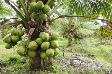 VƯỜN DỪA TÂY NINH