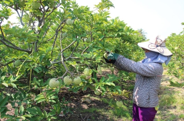 MÃNG CẦU TÂY NINH