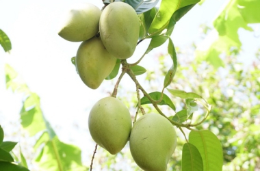 XOÀI TÂY NINH