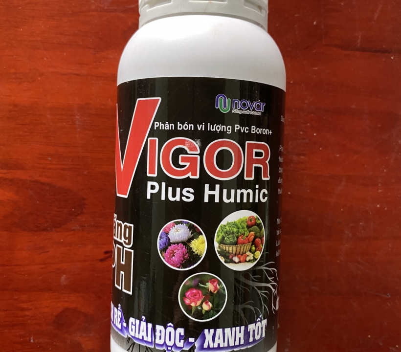 VIGOR  RA RỄ - GIẢI ĐỘC - XANH TỐT
